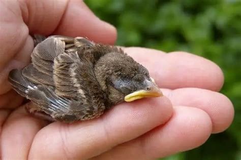 Passerotto caduto dal nido, cosa mangia, cosa fare e non fare.